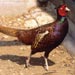 Phasianus1