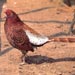 Phasianus12