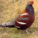 Phasianus13