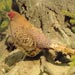 Phasianus16