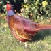 Phasianus4