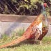 Phasianus5