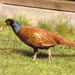 Phasianus7