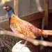 Phasianus8