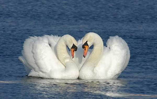 swan-(8).jpg