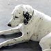 dalmatian1