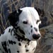 dalmatian10