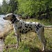 dalmatian11