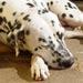 dalmatian12