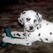 dalmatian13