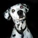 dalmatian14