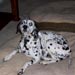 dalmatian17