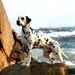 dalmatian18