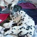 dalmatian2