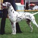 dalmatian3