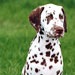 dalmatian4