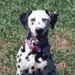 dalmatian6