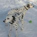 dalmatian7