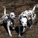 dalmatian8