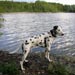 dalmatian9