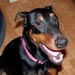 doberman1