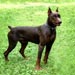 doberman10