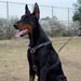 doberman11