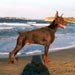 doberman12