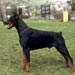 doberman14