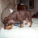 doberman15