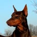 doberman16