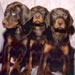 doberman17