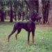doberman18