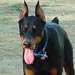 doberman2