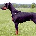 doberman3