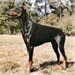 doberman4