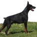 doberman5