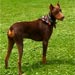 doberman6