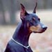 doberman7