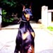 doberman8