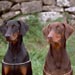 doberman9