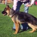 german-shepherd1
