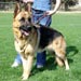 german-shepherd10