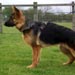 german-shepherd11
