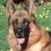 german-shepherd12
