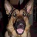 german-shepherd13