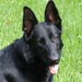 german-shepherd14