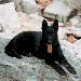 german-shepherd16