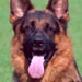 german-shepherd17