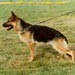 german-shepherd18